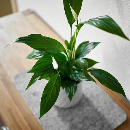 Alpen Flair * ザウテンス