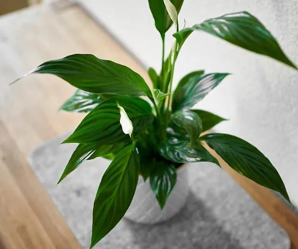 Alpen Flair * Заутенс